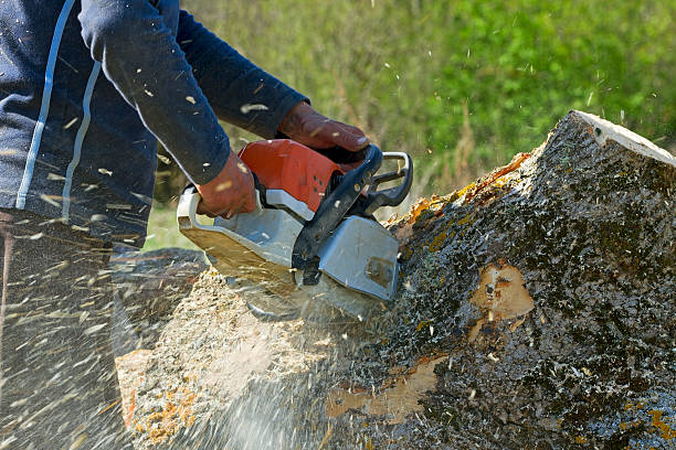 Reliable Moon Lake, FL Tree Services Solutions